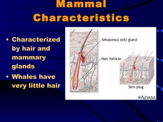 Mammal Characteristics Characterized by hair and mammary glands Whales have very little hair 