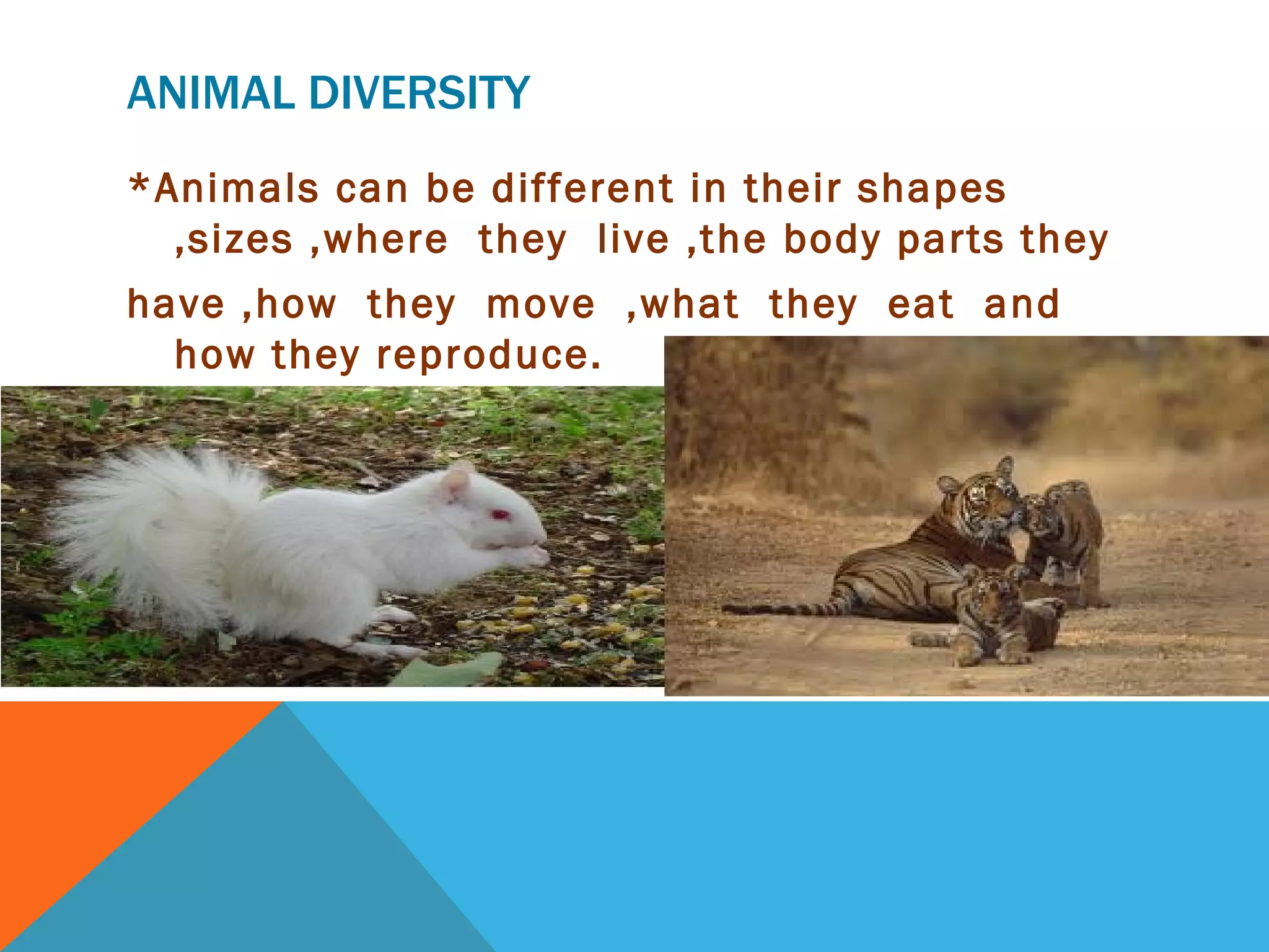 Mammals | PPT