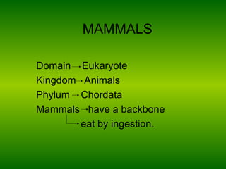 MAMMALS

Domain Eukaryote
Kingdom Animals
Phylum Chordata
Mammals have a backbone
        eat by ingestion.
 