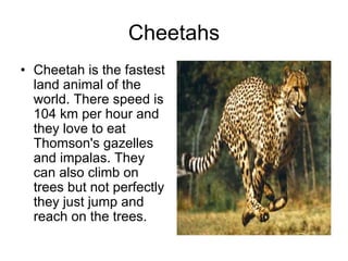 Cheetahs
• Cheetah is the fastest
  land animal of the
  world. There speed is
  104 km per hour and
  they love to eat
  Thomson's gazelles
  and impalas. They
  can also climb on
  trees but not perfectly
  they just jump and
  reach on the trees.
 