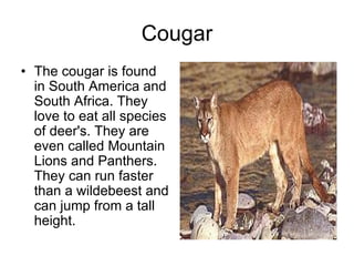 Cougar
• The cougar is found
  in South America and
  South Africa. They
  love to eat all species
  of deer's. They are
  even called Mountain
  Lions and Panthers.
  They can run faster
  than a wildebeest and
  can jump from a tall
  height.
 