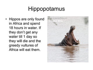 Hippopotamus
• Hippos are only found
  in Africa and spend
  18 hours in water. If
  they don’t get any
  water till 1 day so
  they will die and the
  greedy vultures of
  Africa will eat them.
 