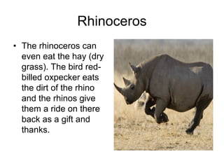 Rhinoceros
• The rhinoceros can
  even eat the hay (dry
  grass). The bird red-
  billed oxpecker eats
  the dirt of the rhino
  and the rhinos give
  them a ride on there
  back as a gift and
  thanks.
 