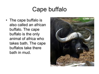 Cape buffalo
• The cape buffalo is
  also called an african
  buffalo. The cape
  buffalo is the only
  animal of africa who
  takes bath. The cape
  buffalos take there
  bath in mud.
 