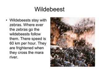 Wildebeest
• Wildebeests stay with
  zebras. Where ever
  the zebras go the
  wildebeests follow
  them. There speed is
  60 km per hour. They
  are frightened when
  they cross the mara
  river.
 