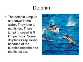 Dolphin
• The dolphin jump up
  and down in the
  water. They love to
  eat fishes. There
  jumping speed is 9
  km per hour. Some
  dolphins keep rolling
  because of the
  bubbles become and
  the fishes die.
 