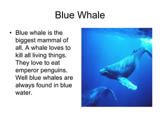 Blue Whale
• Blue whale is the
  biggest mammal of
  all. A whale loves to
  kill all living things.
  They love to eat
  emperor penguins.
  Well blue whales are
  always found in blue
  water.
 