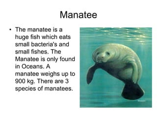 Manatee
• The manatee is a
  huge fish which eats
  small bacteria's and
  small fishes. The
  Manatee is only found
  in Oceans. A
  manatee weighs up to
  900 kg. There are 3
  species of manatees.
 