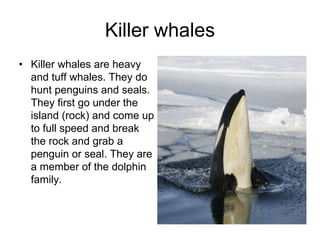 Killer whales
• Killer whales are heavy
  and tuff whales. They do
  hunt penguins and seals.
  They first go under the
  island (rock) and come up
  to full speed and break
  the rock and grab a
  penguin or seal. They are
  a member of the dolphin
  family.
 