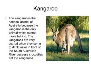 Kangaroo
• The kangaroo is the
  national animal of
  Australia because the
  kangaroo is the only
  animal which cannot
  move behind. The
  kangaroos are very
  scared when they come
  to drink water in front of
  the South Australian
  River because crocodiles
  eat the kangaroos.
 