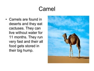 Camel
• Camels are found in
  deserts and they eat
  cactuses. They can
  live without water for
  11 months. They run
  very fast and their all
  food gets stored in
  their big hump.
 