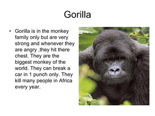 Gorilla
• Gorilla is in the monkey
  family only but are very
  strong and whenever they
  are angry ,they hit there
  chest. They are the
  biggest monkey of the
  world. They can break a
  car in 1 punch only. They
  kill many people in Africa
  every year.
 
