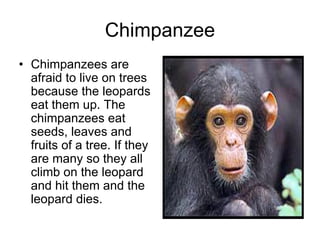 Chimpanzee
• Chimpanzees are
  afraid to live on trees
  because the leopards
  eat them up. The
  chimpanzees eat
  seeds, leaves and
  fruits of a tree. If they
  are many so they all
  climb on the leopard
  and hit them and the
  leopard dies.
 