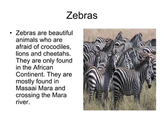 Zebras
• Zebras are beautiful
  animals who are
  afraid of crocodiles,
  lions and cheetahs.
  They are only found
  in the African
  Continent. They are
  mostly found in
  Masaai Mara and
  crossing the Mara
  river.
 