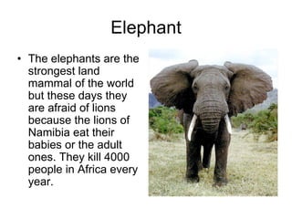 Elephant
• The elephants are the
  strongest land
  mammal of the world
  but these days they
  are afraid of lions
  because the lions of
  Namibia eat their
  babies or the adult
  ones. They kill 4000
  people in Africa every
  year.
 