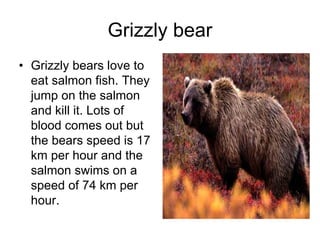 Grizzly bear
• Grizzly bears love to
  eat salmon fish. They
  jump on the salmon
  and kill it. Lots of
  blood comes out but
  the bears speed is 17
  km per hour and the
  salmon swims on a
  speed of 74 km per
  hour.
 