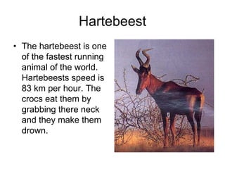 Hartebeest
• The hartebeest is one
  of the fastest running
  animal of the world.
  Hartebeests speed is
  83 km per hour. The
  crocs eat them by
  grabbing there neck
  and they make them
  drown.
 