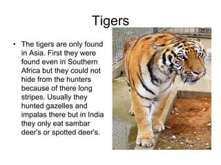 Tigers
• The tigers are only found
  in Asia. First they were
  found even in Southern
  Africa but they could not
  hide from the hunters
  because of there long
  stripes. Usually they
  hunted gazelles and
  impalas there but in India
  they only eat sambar
  deer's or spotted deer's.
 