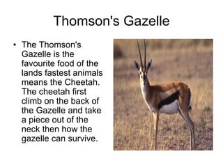 Thomson's Gazelle
• The Thomson's
  Gazelle is the
  favourite food of the
  lands fastest animals
  means the Cheetah.
  The cheetah first
  climb on the back of
  the Gazelle and take
  a piece out of the
  neck then how the
  gazelle can survive.
 