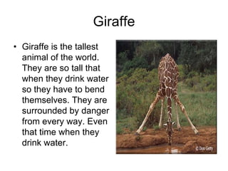 Giraffe
• Giraffe is the tallest
  animal of the world.
  They are so tall that
  when they drink water
  so they have to bend
  themselves. They are
  surrounded by danger
  from every way. Even
  that time when they
  drink water.
 