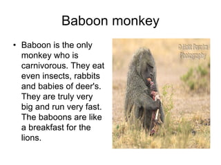 Baboon monkey
• Baboon is the only
  monkey who is
  carnivorous. They eat
  even insects, rabbits
  and babies of deer's.
  They are truly very
  big and run very fast.
  The baboons are like
  a breakfast for the
  lions.
 