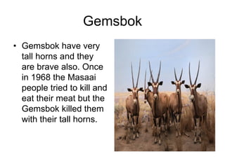 Gemsbok
• Gemsbok have very
  tall horns and they
  are brave also. Once
  in 1968 the Masaai
  people tried to kill and
  eat their meat but the
  Gemsbok killed them
  with their tall horns.
 