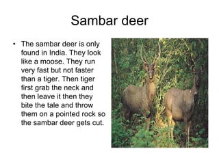 Sambar deer
• The sambar deer is only
  found in India. They look
  like a moose. They run
  very fast but not faster
  than a tiger. Then tiger
  first grab the neck and
  then leave it then they
  bite the tale and throw
  them on a pointed rock so
  the sambar deer gets cut.
 