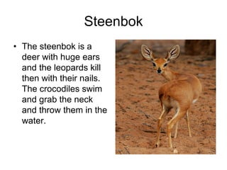 Steenbok
• The steenbok is a
  deer with huge ears
  and the leopards kill
  then with their nails.
  The crocodiles swim
  and grab the neck
  and throw them in the
  water.
 