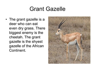 Grant Gazelle
• The grant gazelle is a
  deer who can eat
  even dry grass. There
  biggest enemy is the
  cheetah. The grant
  gazelle is the shyest
  gazelle of the African
  Continent.
 