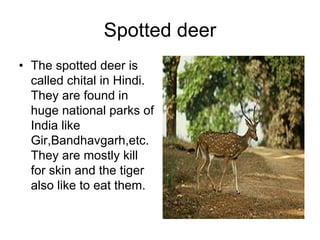 Spotted deer
• The spotted deer is
  called chital in Hindi.
  They are found in
  huge national parks of
  India like
  Gir,Bandhavgarh,etc.
  They are mostly kill
  for skin and the tiger
  also like to eat them.
 
