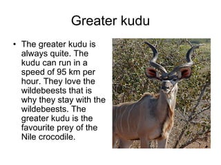 Greater kudu
• The greater kudu is
  always quite. The
  kudu can run in a
  speed of 95 km per
  hour. They love the
  wildebeests that is
  why they stay with the
  wildebeests. The
  greater kudu is the
  favourite prey of the
  Nile crocodile.
 