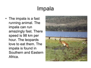 Impala
• The impala is a fast
  running animal. The
  impala can run
  amazingly fast. There
  speed is 98 km per
  hour. The leopards
  love to eat them. The
  impala is found in
  Southern and Eastern
  Africa.
 