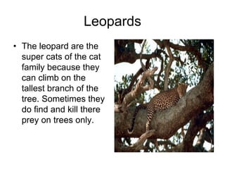 Leopards
• The leopard are the
  super cats of the cat
  family because they
  can climb on the
  tallest branch of the
  tree. Sometimes they
  do find and kill there
  prey on trees only.
 