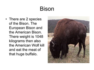 Bison
• There are 2 species
  of the Bison. The
  European Bison and
  the American Bison.
  There weight is 1048
  kilograms then also
  the American Wolf kill
  and eat the meat of
  that huge buffalo.
 