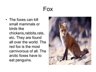 Fox
• The foxes can kill
  small mammals or
  birds like
  chickens,rabbits,rats,
  etc. They are found
  all over the world. The
  red fox is the most
  carnivorous of all. The
  arctic foxes have to
  eat penguins.
 