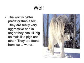 Wolf
• The wolf is better
  predator than a fox.
  They are really very
  aggressive and in
  anger they can kill big
  animals like pigs and
  other. They are found
  from ice to water.
 