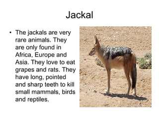 Jackal
• The jackals are very
  rare animals. They
  are only found in
  Africa, Europe and
  Asia. They love to eat
  grapes and rats. They
  have long, pointed
  and sharp teeth to kill
  small mammals, birds
  and reptiles.
 