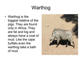 Warthog
• Warthog is the
  biggest relative of the
  pigs. They are found
  only in Africa. They
  are fat and big and
  always have a coat of
  mud. Like the cape
  buffalo even the
  warthog take a bath
  of mud.
 