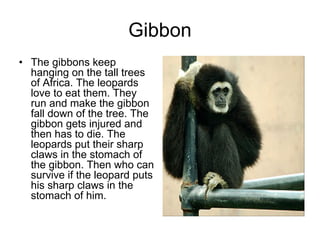 Gibbon
• The gibbons keep
  hanging on the tall trees
  of Africa. The leopards
  love to eat them. They
  run and make the gibbon
  fall down of the tree. The
  gibbon gets injured and
  then has to die. The
  leopards put their sharp
  claws in the stomach of
  the gibbon. Then who can
  survive if the leopard puts
  his sharp claws in the
  stomach of him.
 