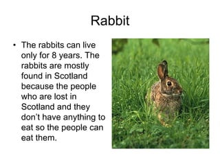 Rabbit
• The rabbits can live
  only for 8 years. The
  rabbits are mostly
  found in Scotland
  because the people
  who are lost in
  Scotland and they
  don’t have anything to
  eat so the people can
  eat them.
 