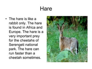 Hare
• The hare is like a
  rabbit only. The hare
  is found in Africa and
  Europe. The hare is a
  very important prey
  for the cheetahs of
  Serengeti national
  park. The hare can
  run faster than a
  cheetah sometimes.
 