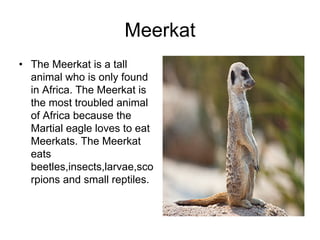 Meerkat
• The Meerkat is a tall
  animal who is only found
  in Africa. The Meerkat is
  the most troubled animal
  of Africa because the
  Martial eagle loves to eat
  Meerkats. The Meerkat
  eats
  beetles,insects,larvae,sco
  rpions and small reptiles.
 