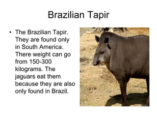 Brazilian Tapir
• The Brazilian Tapir.
  They are found only
  in South America.
  There weight can go
  from 150-300
  kilograms. The
  jaguars eat them
  because they are also
  only found in Brazil.
 