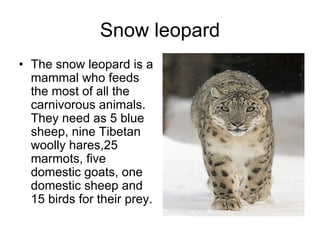 Snow leopard
• The snow leopard is a
  mammal who feeds
  the most of all the
  carnivorous animals.
  They need as 5 blue
  sheep, nine Tibetan
  woolly hares,25
  marmots, five
  domestic goats, one
  domestic sheep and
  15 birds for their prey.
 