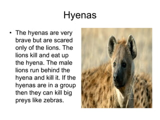 Hyenas
• The hyenas are very
  brave but are scared
  only of the lions. The
  lions kill and eat up
  the hyena. The male
  lions run behind the
  hyena and kill it. If the
  hyenas are in a group
  then they can kill big
  preys like zebras.
 