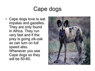 Cape dogs
• Cape dogs love to eat
  impalas and gazelles.
  They are only found
  in Africa. They run
  very fast and if the
  prey is going zik-zak
  so can turn on full
  speed also.
  Whenever you see
  Cape dogs so they
  will be 50-60.
 