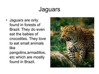 Jaguars
• Jaguars are only
  found in forests of
  Brazil. They do even
  eat the babies of
  crocodiles. They love
  to eat small animals
  like
  pangolins,armadillos,
  etc which are mostly
  found in Brazil.
 