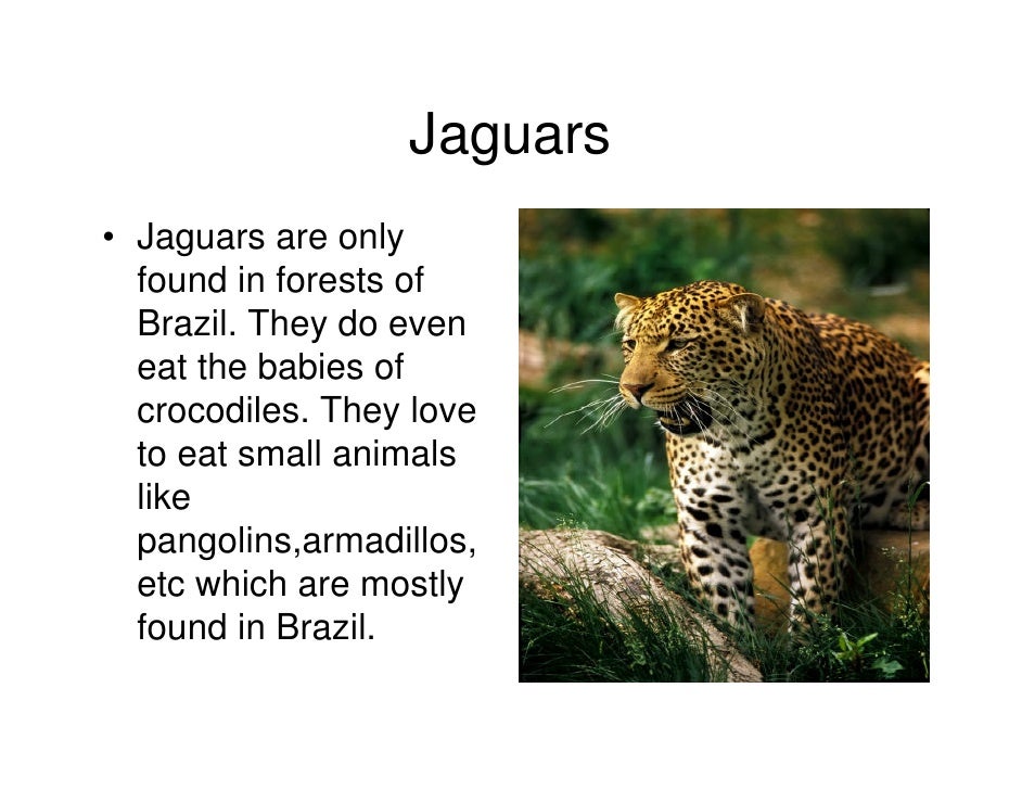 What Do Jaguars Eat >> Mammals What Do Jaguars Eat >> Mammals