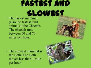 Fastest and
               Slowest
• The fastest mammal
  (also the fastest land
  animal) it the Cheetah.
  The cheetah runs
  between 60 and 70
  miles per hour.


• The slowest mammal is
  the sloth. The sloth
  moves less than 1 mile
  per hour.
 