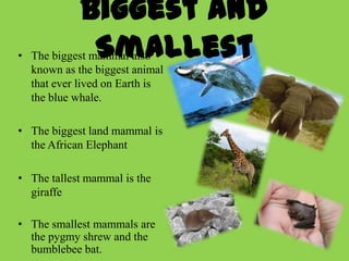 Biggest and
             Smallest
• The biggest mammal also
  known as the biggest animal
  that ever lived on Earth is
  the blue whale.

• The biggest land mammal is
  the African Elephant

• The tallest mammal is the
  giraffe

• The smallest mammals are
  the pygmy shrew and the
  bumblebee bat.
 